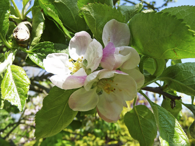 Jablka Bramley v květu